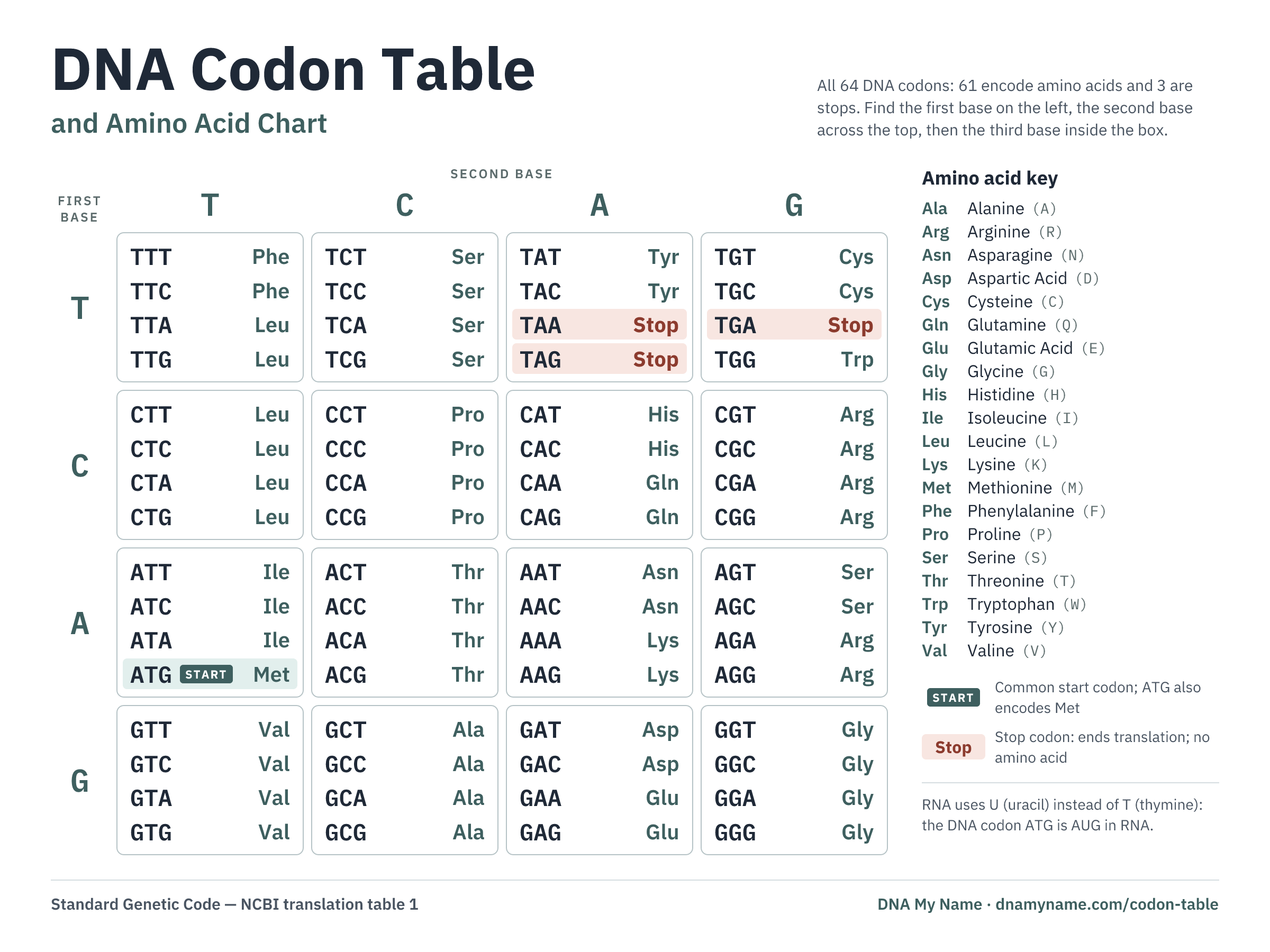DNA codon table chart: all 64 codons arranged by first, second, and third base, each labeled with its amino acid's three-letter abbreviation or Stop, with ATG marked as the start codon and a key of full amino acid names